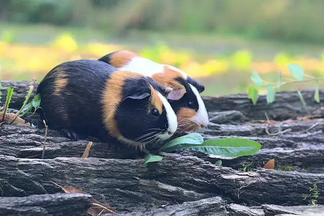 Feeding papaya to pet guinea pigs