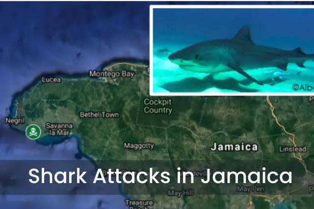 Shark Attacks in Jamaica