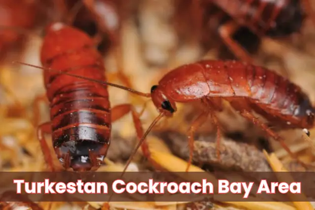 Turkestan Cockroach Bay Area